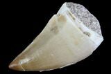 Mosasaur (Prognathodon) Tooth #87652-1